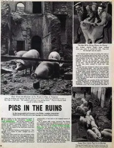 Pigs in the ruins